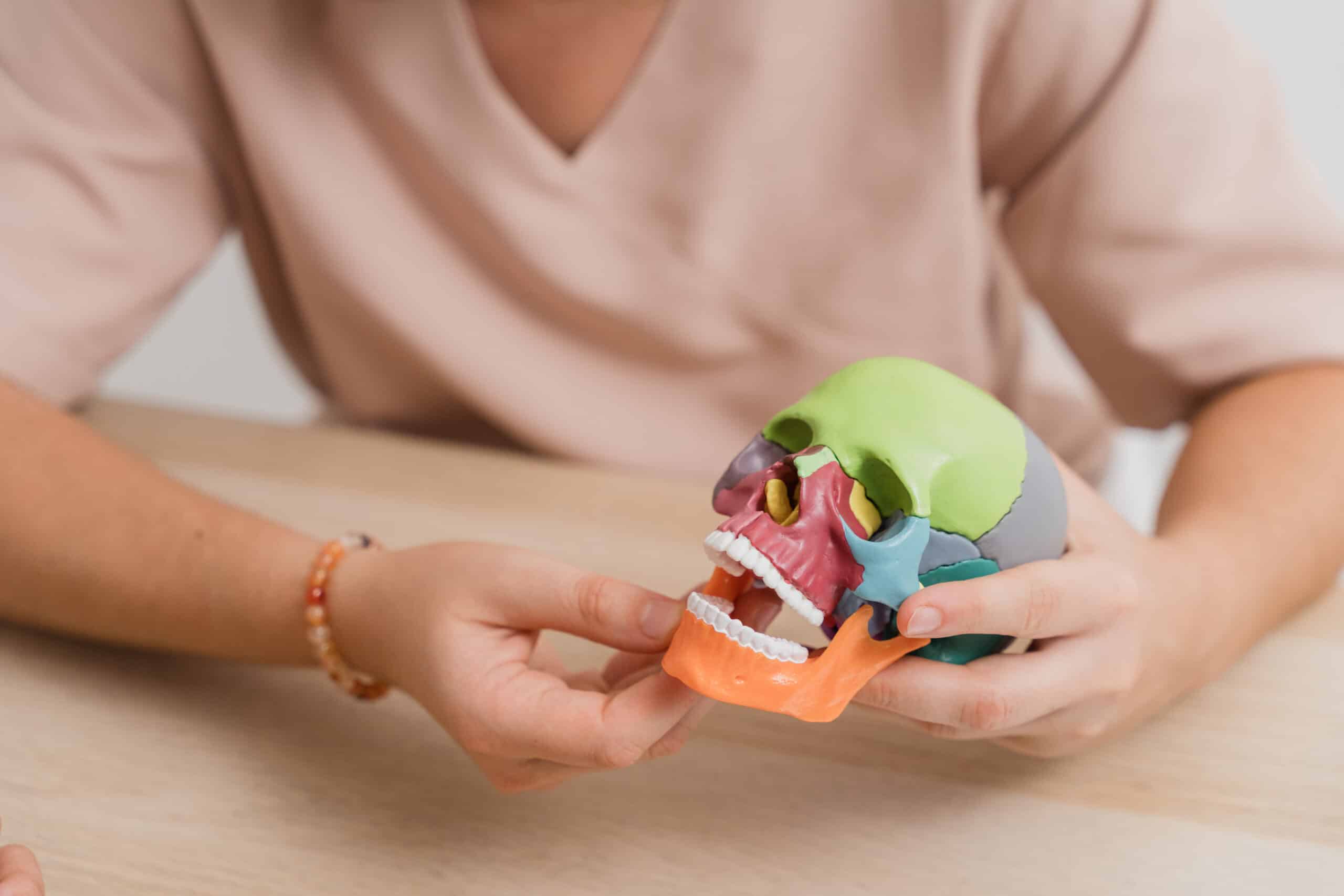 Physiotherapist explaining human skull anatomy using colorful model during consultation