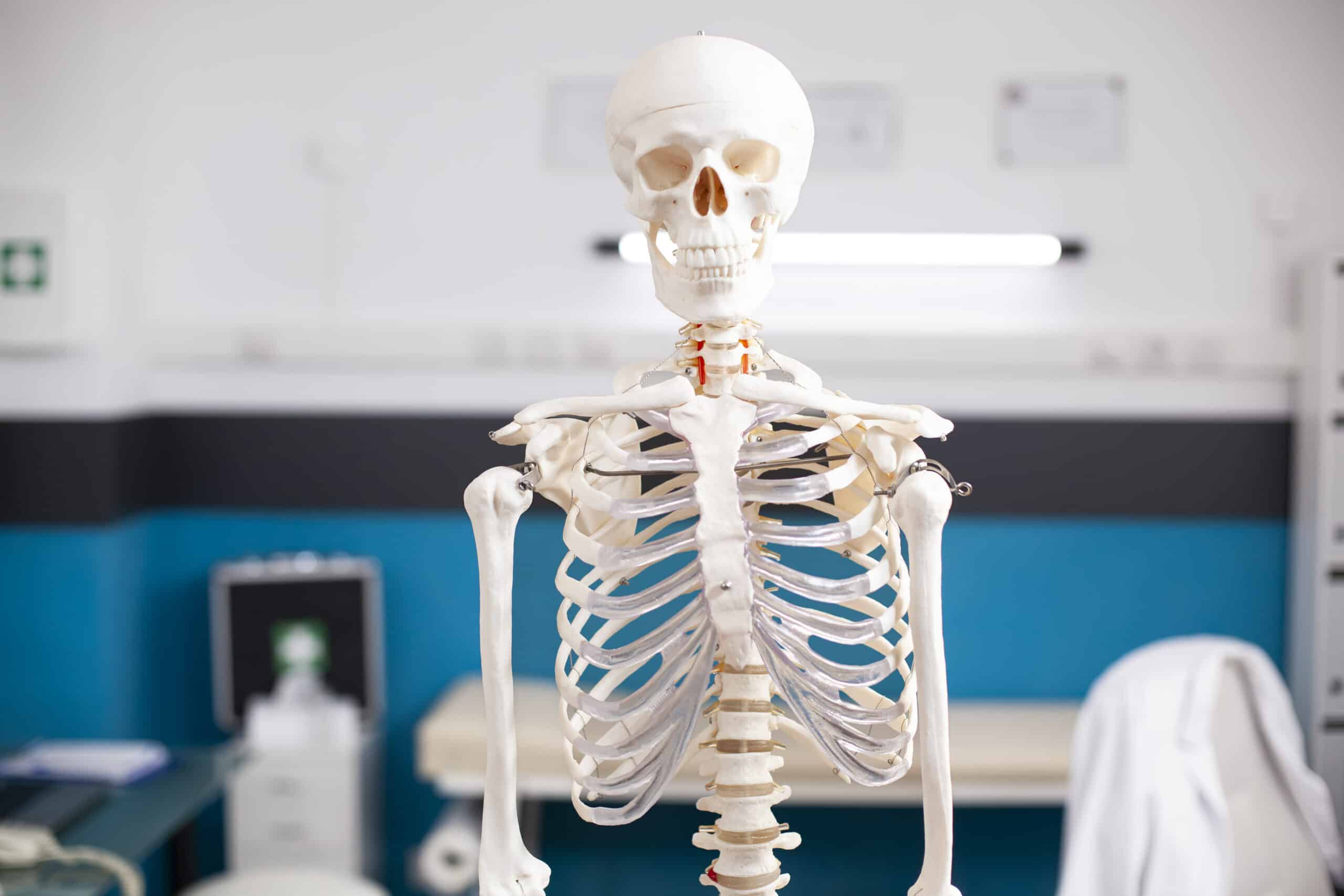 Portrait of skeletal structure standing ready for diagnostics in unoccupied hospital office. Selective focus of human skeleton in vacant doctors office with focus on head and abdomen.