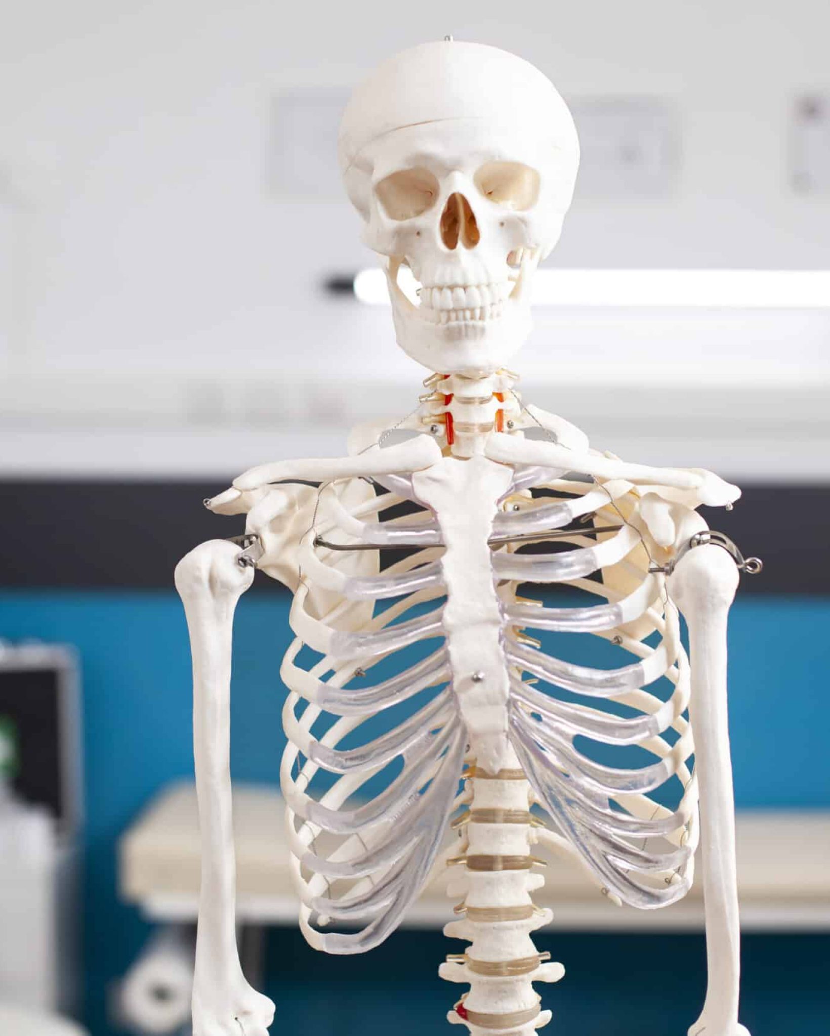 Portrait of skeletal structure standing ready for diagnostics in unoccupied hospital office. Selective focus of human skeleton in vacant doctors office with focus on head and abdomen.